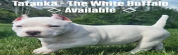 American Bully dogs for sale: White Male - Tatanka - Ad 8