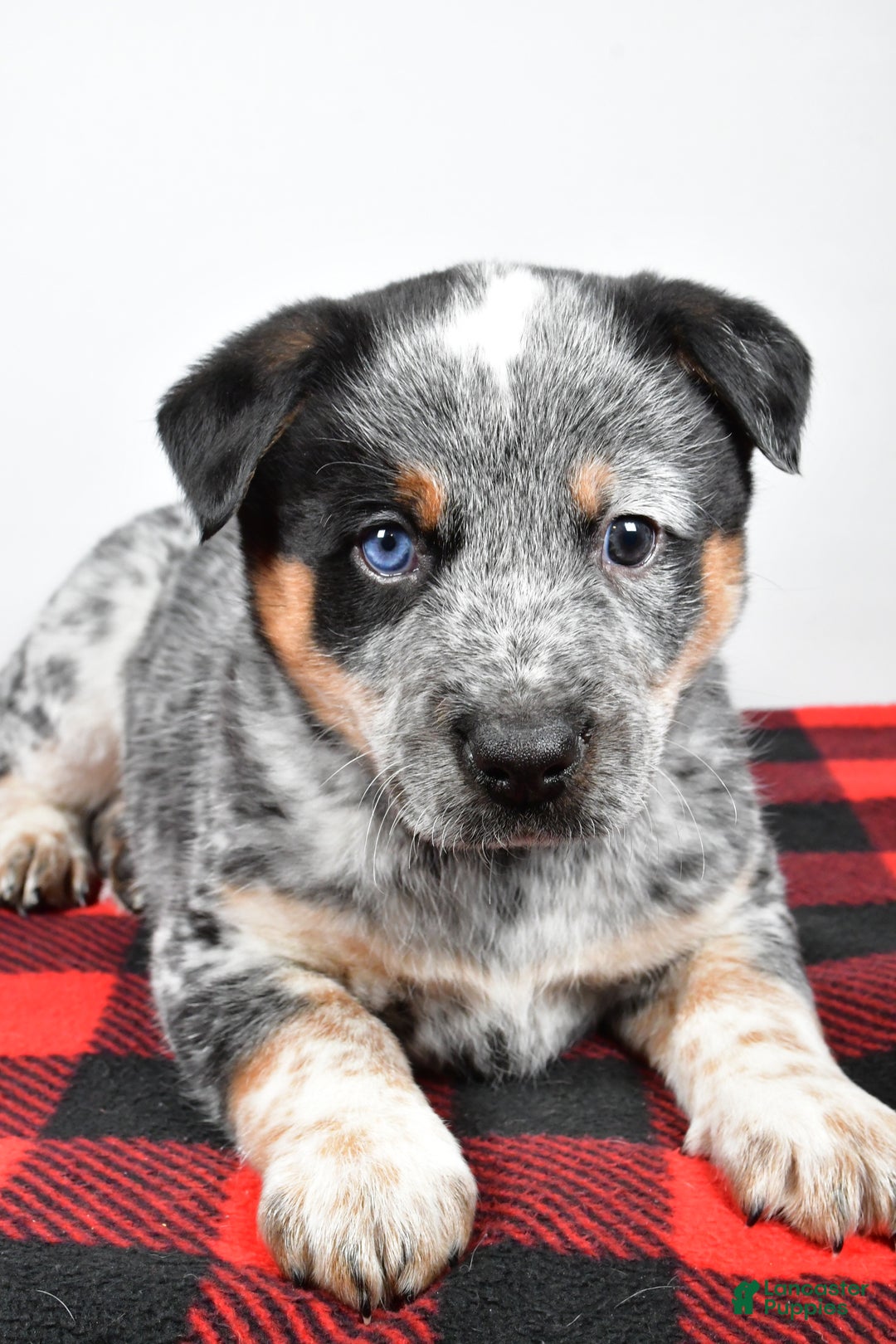 Australian Cattle Dog dogs for sale: Sammy - Ad 8