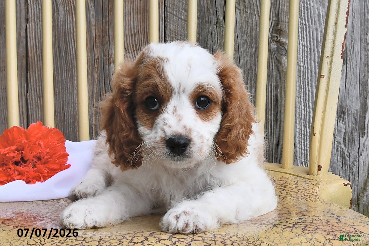 Cavapoo dogs Austin - Ad 1