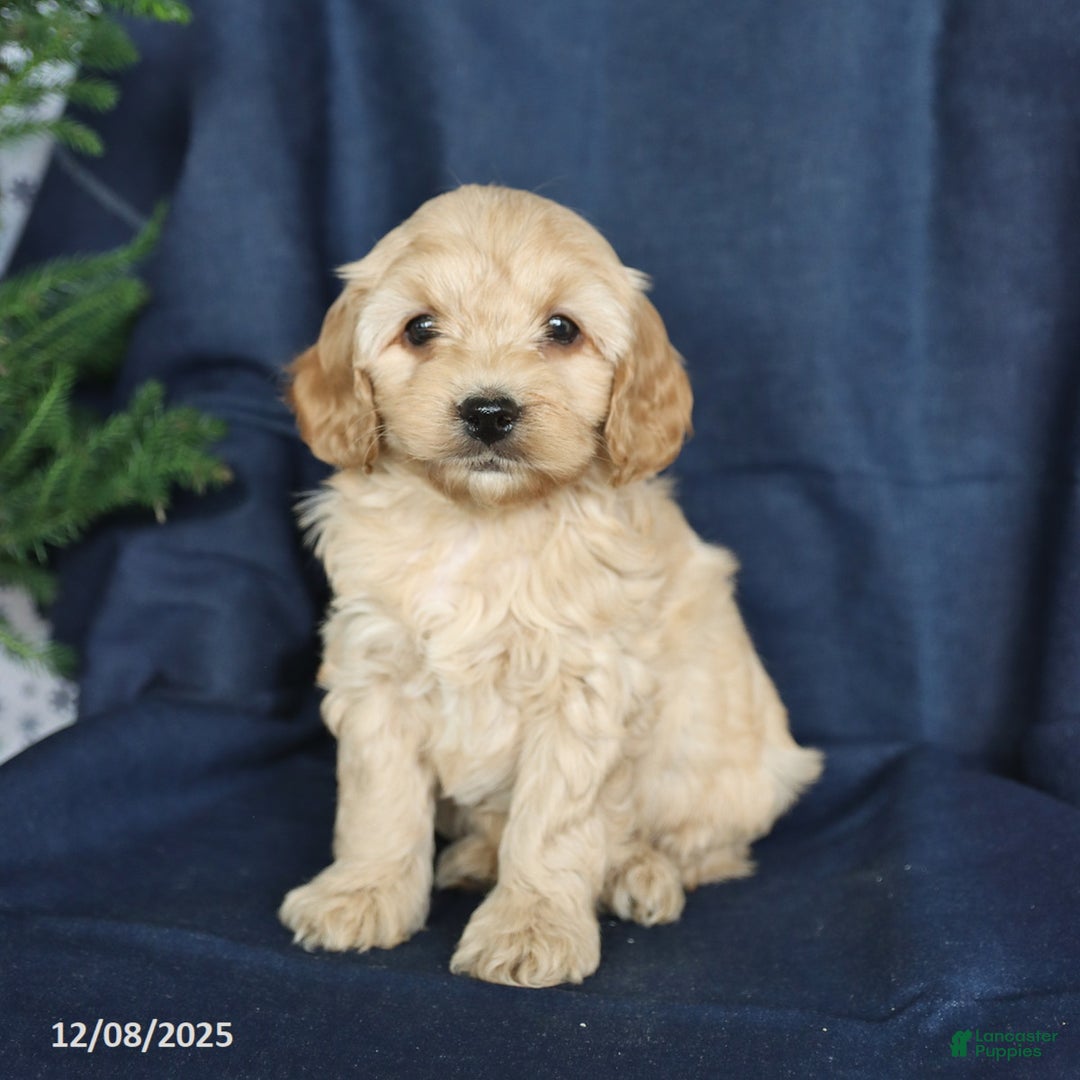 Cockapoo dogs for sale: Camper - Ad 3