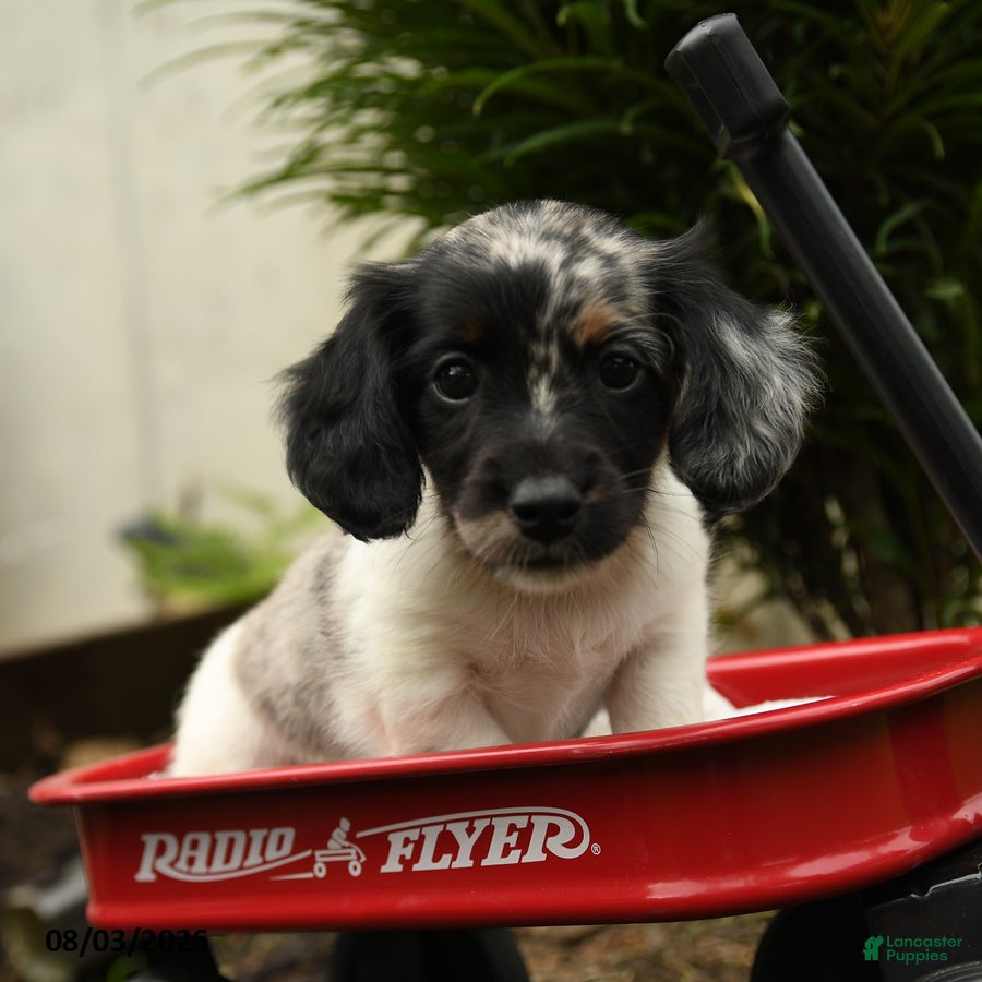 Mixed Breed dogs Azul - Ad 1