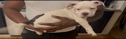 American Bully dogs for sale: Brutis  - Ad 7