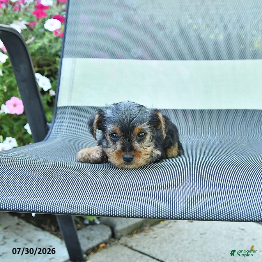 Yorkshire Terrier dogs Jill - Ad 2