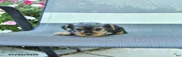 Yorkshire Terrier dogs for sale: Jill - Ad 2