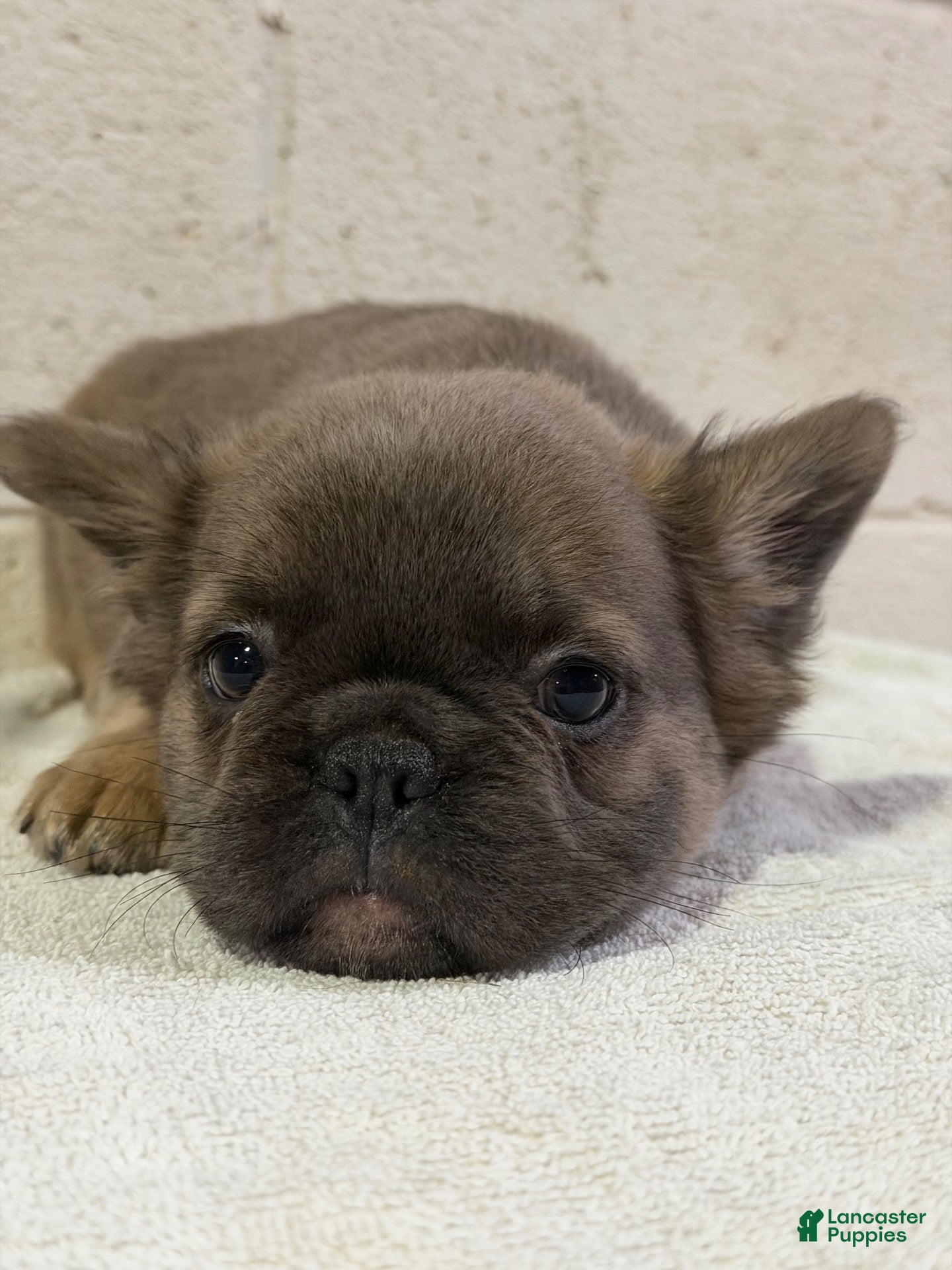 French Bulldog dogs Muffin FLUFFY - Ad 23
