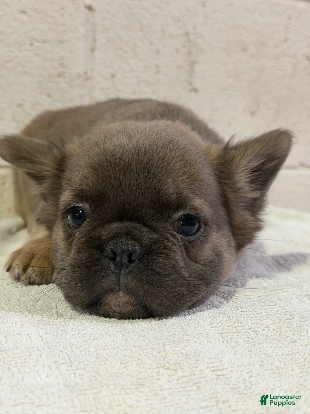 French Bulldog dogs for sale: Muffin FLUFFY - Ad 1