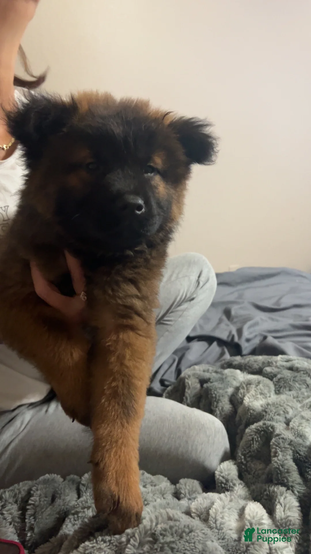 Chow Chow dogs for sale: Baby Bear - Ad 2