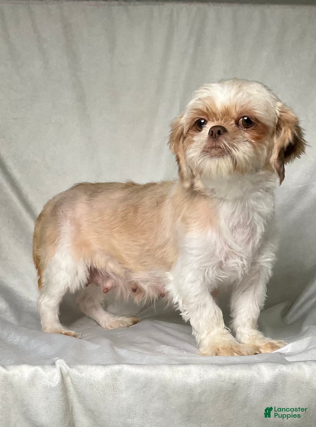 Shih Tzu dogs for sale: Max - Ad 6