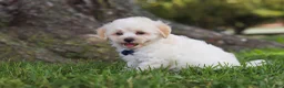 Maltipoo dogs for sale: Marshmellow - Ad 3