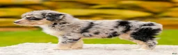 Mini Aussiedoodle dogs for sale: Harper - Ad 4