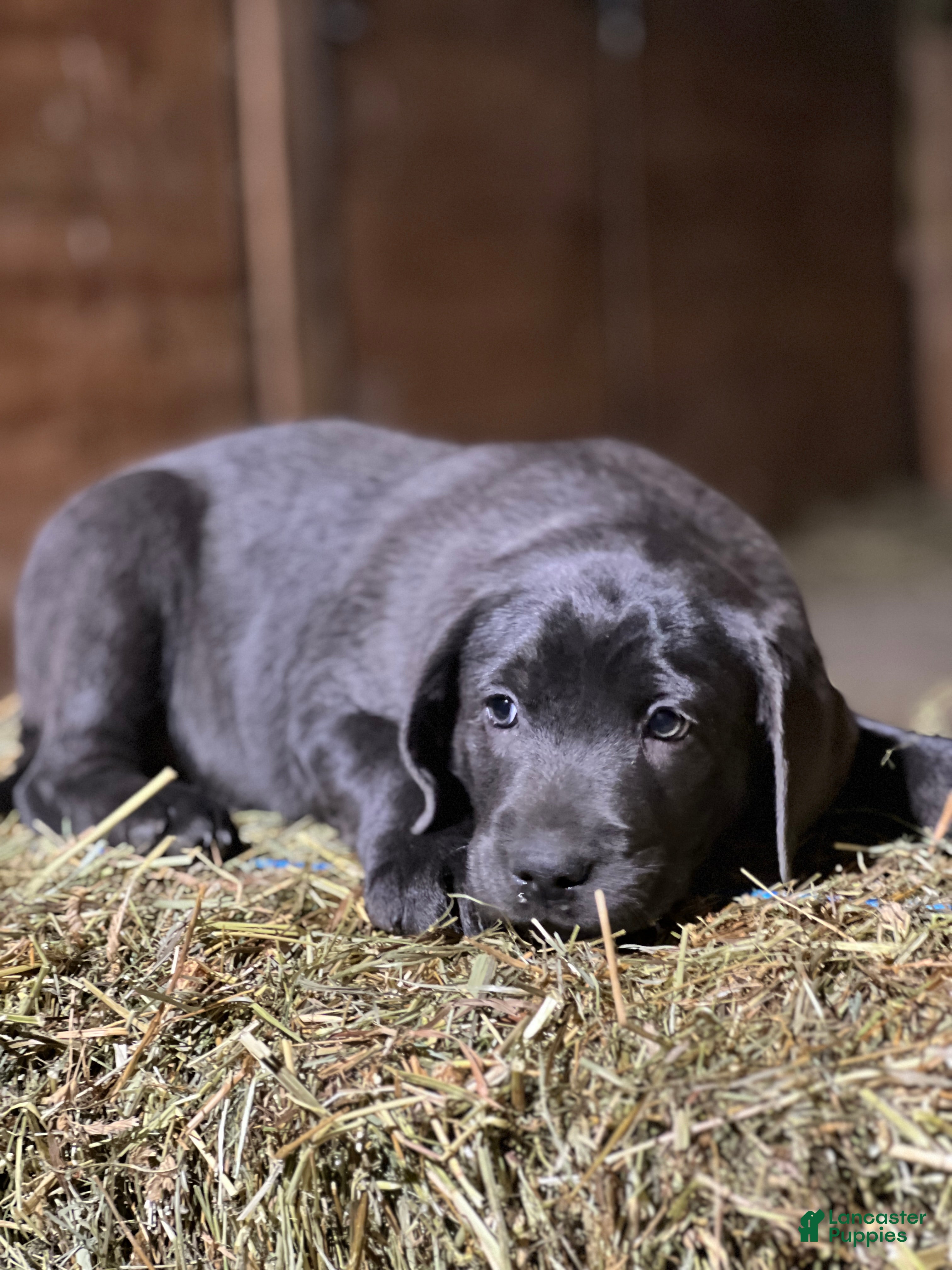 Labrador Retriever dogs Taki - Ad 42