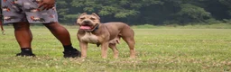 Cane Corso dogs for sale: Mr. Miyagi  - Ad 4