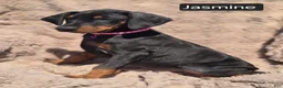 Doberman Pinscher dogs for sale: Jasmine  - Ad 4