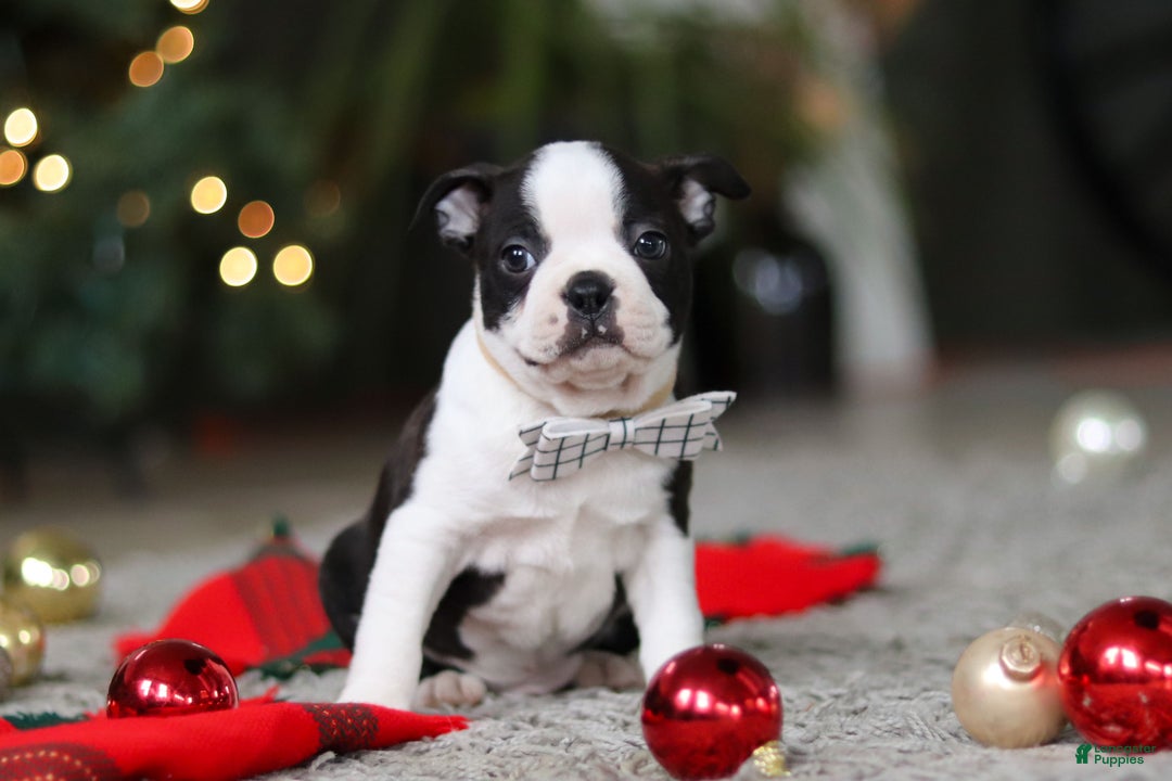 Boston Terrier dogs for sale: Max - Ad 8