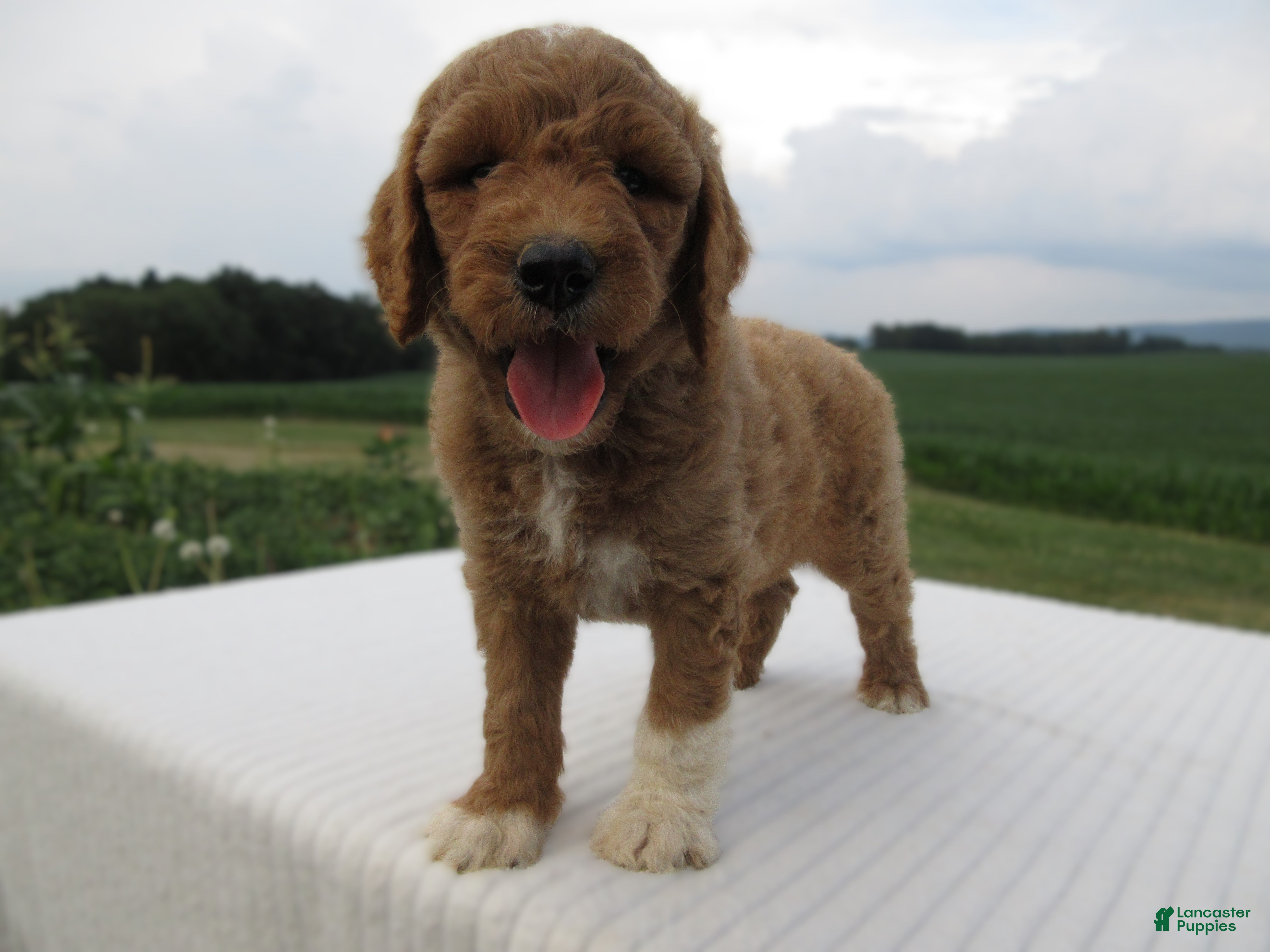 Goldendoodle dogs Thunder - Ad 2