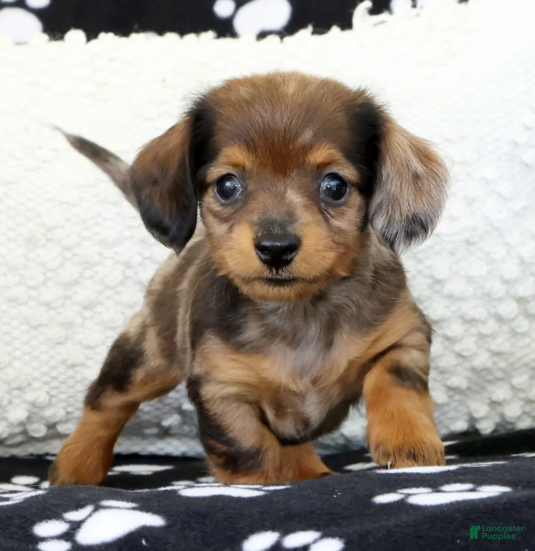 Miniature Dachshund dogs for sale: Lukey - Ad 1