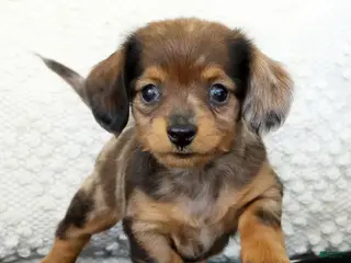 Miniature Dachshund dogs for sale: Lukey - Ad 2