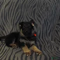 Red 1German Shepherd Puppy 5