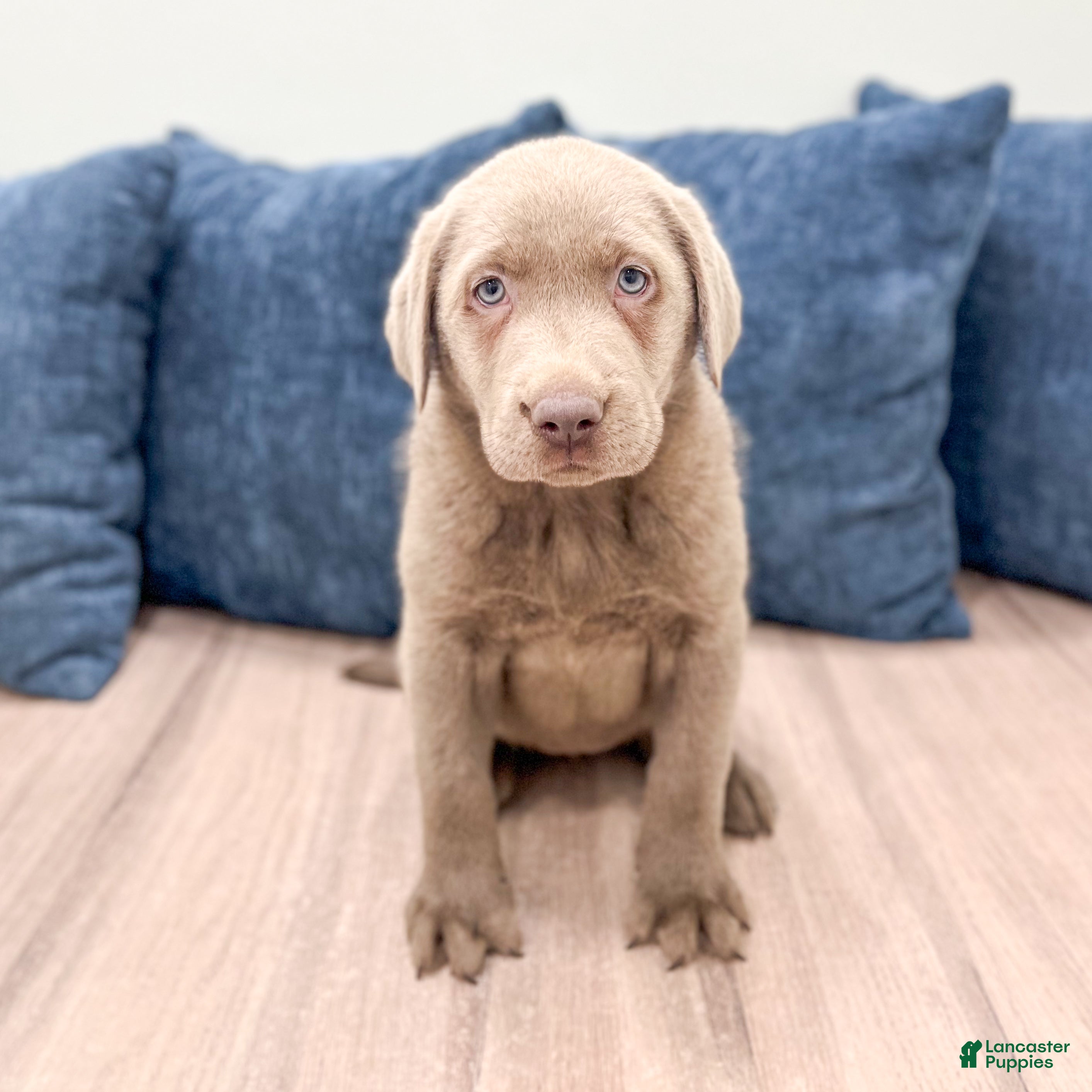 Labrador Retriever dogs Sydney - Ad 1