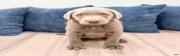 Labrador Retriever dogs for sale: Sydney - Ad 1