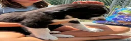 Mixed Breed dogs for sale: Freddie - Ad 4