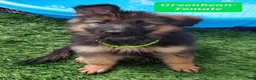 German Shepherd dogs for sale: Green Beanie - Ad 5