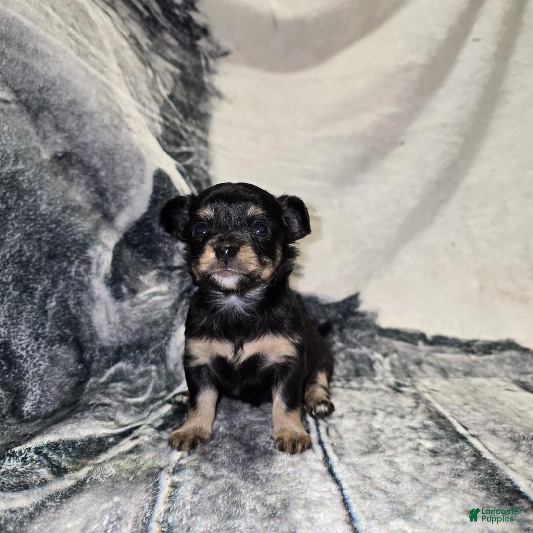 Gallery Image {{count}}