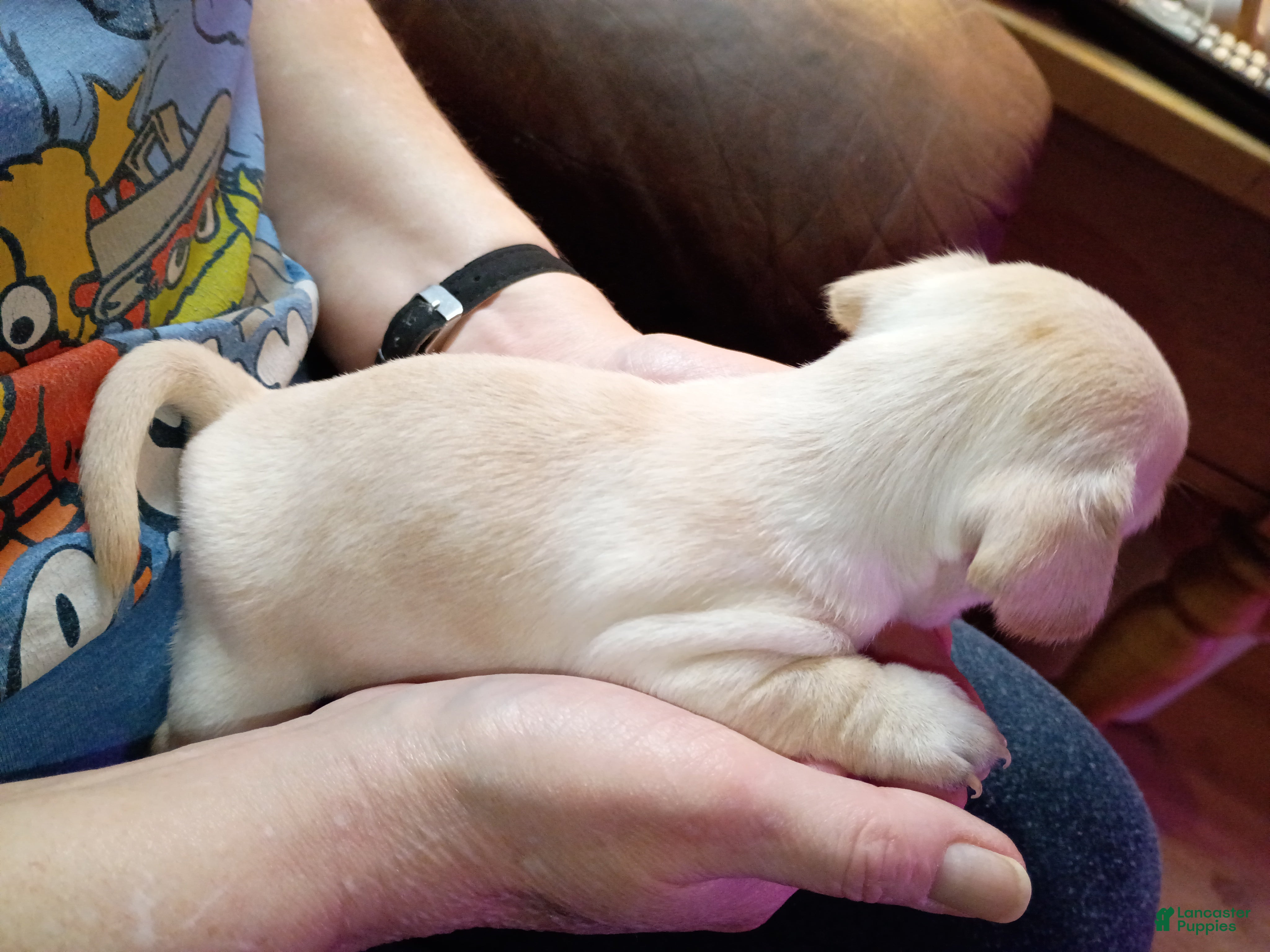 Chiweenie dogs Chiweenie Puppy 7 - Ad 6