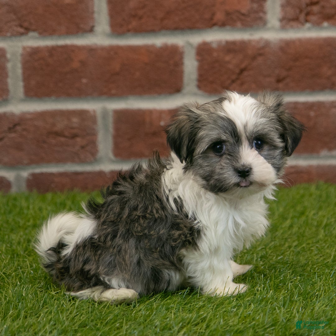 Havapoo dogs for sale: Izzy - Ad 4