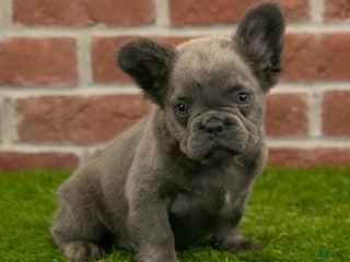 French Bulldog dogs - Ad 35