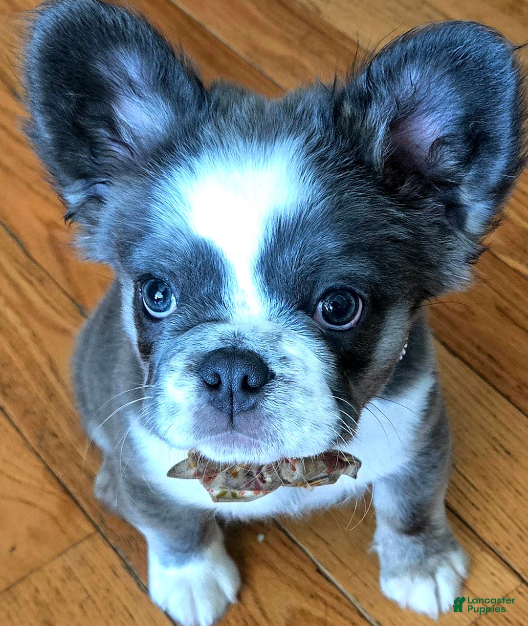 French Bulldog dogs for sale: Londi - Ad 6