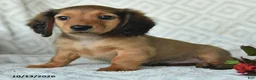 Miniature Dachshund dogs for sale: Dutch - Ad 3
