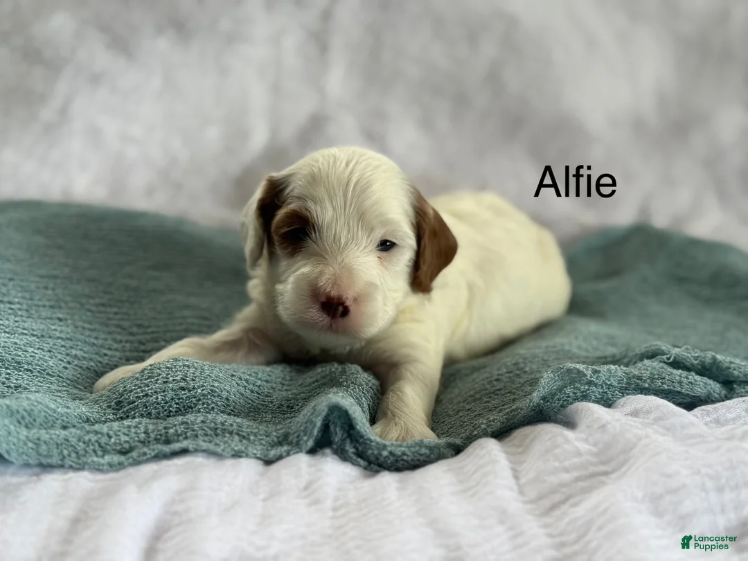 Cavapoo dogs for sale: Alfie - Ad 1