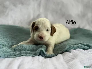 Cavapoo dogs Alfie - Ad 1