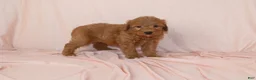 Goldendoodle dogs for sale: Walrus - Ad 3