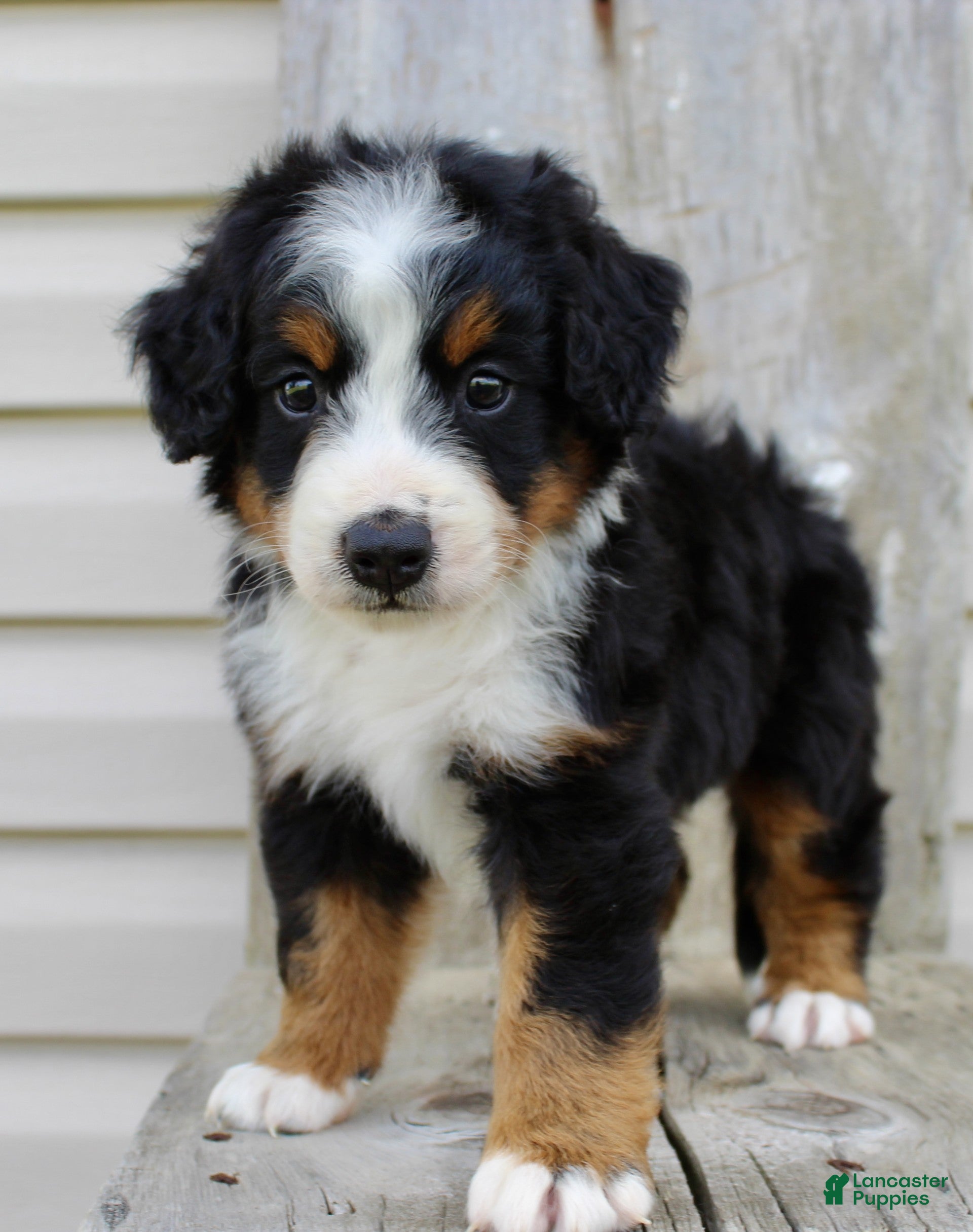 Bernedoodle dogs Rowan - Ad 2