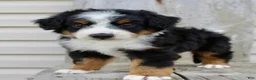Bernedoodle dogs for sale: Rowan - Ad 2
