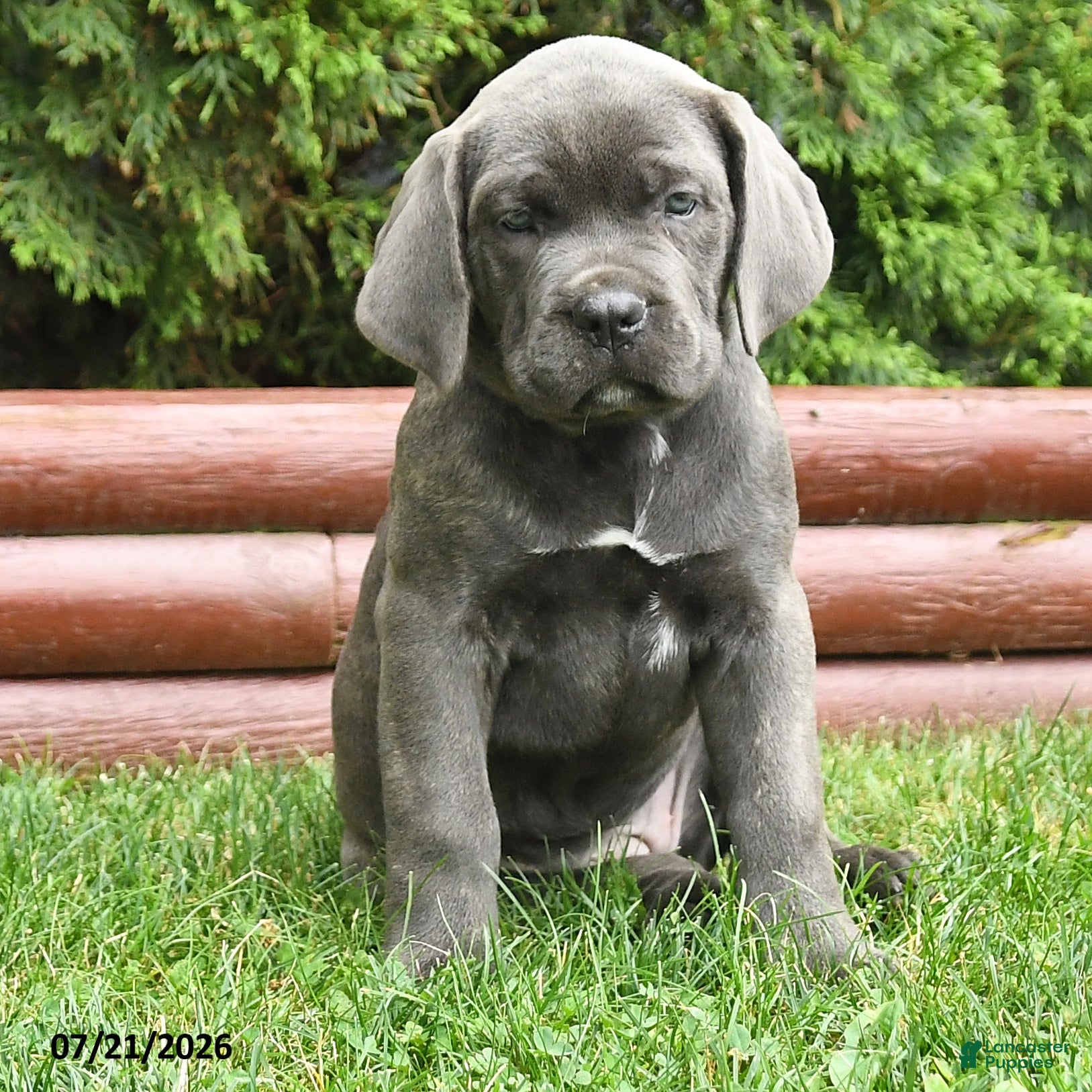 Cane Corso dogs Robin - Ad 1