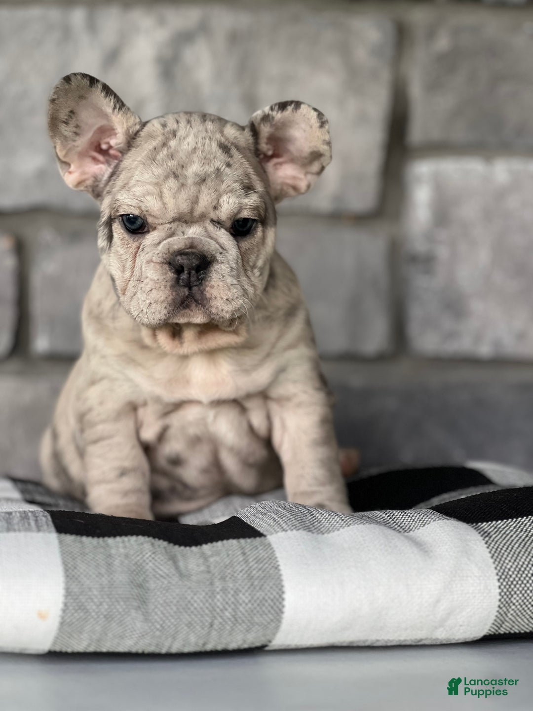 French Bulldog dogs for sale: Noelle - Ad 12
