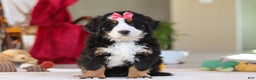 Bernese Mountain Dog dogs for sale: Bailey - Ad 1