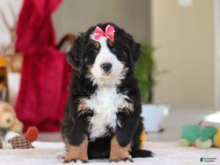 Bernese Mountain Dog dogs Bailey - Ad 17