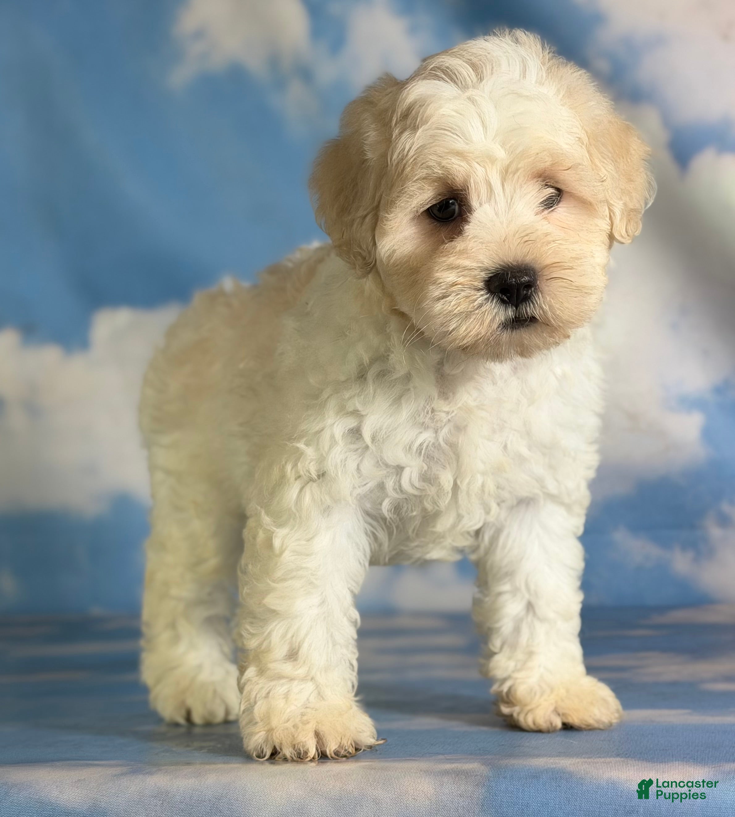 Schnoodle dogs Pongo - Ad 1