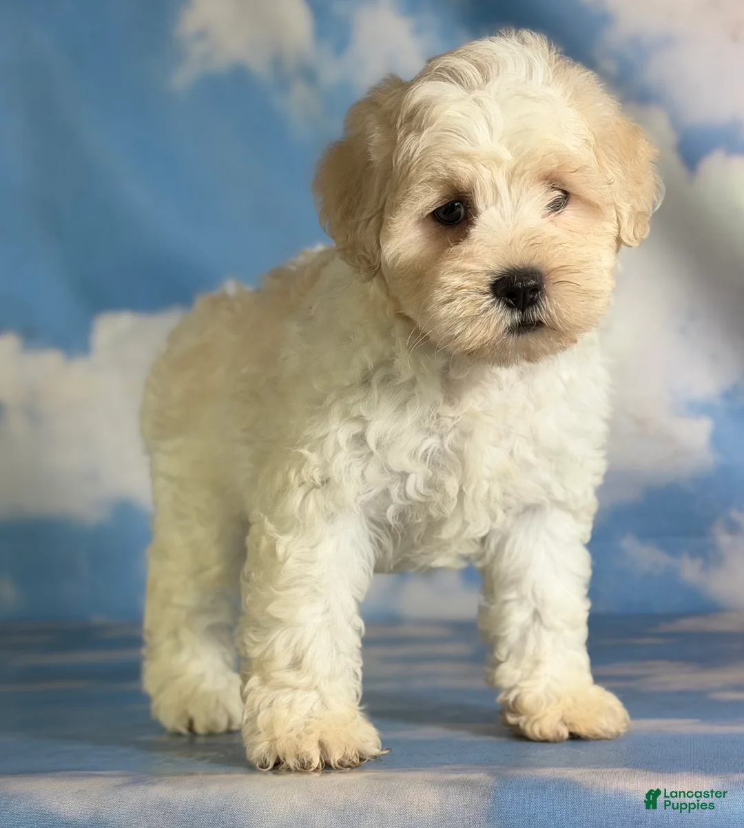 Schnoodle dogs for sale: Pongo - Ad 2
