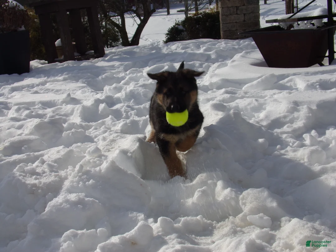 German Shepherd dogs for sale: Bluebelle - Ad 5