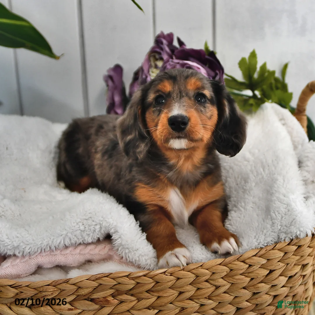 Miniature Dachshund dogs for sale: Lilac - Ad 3