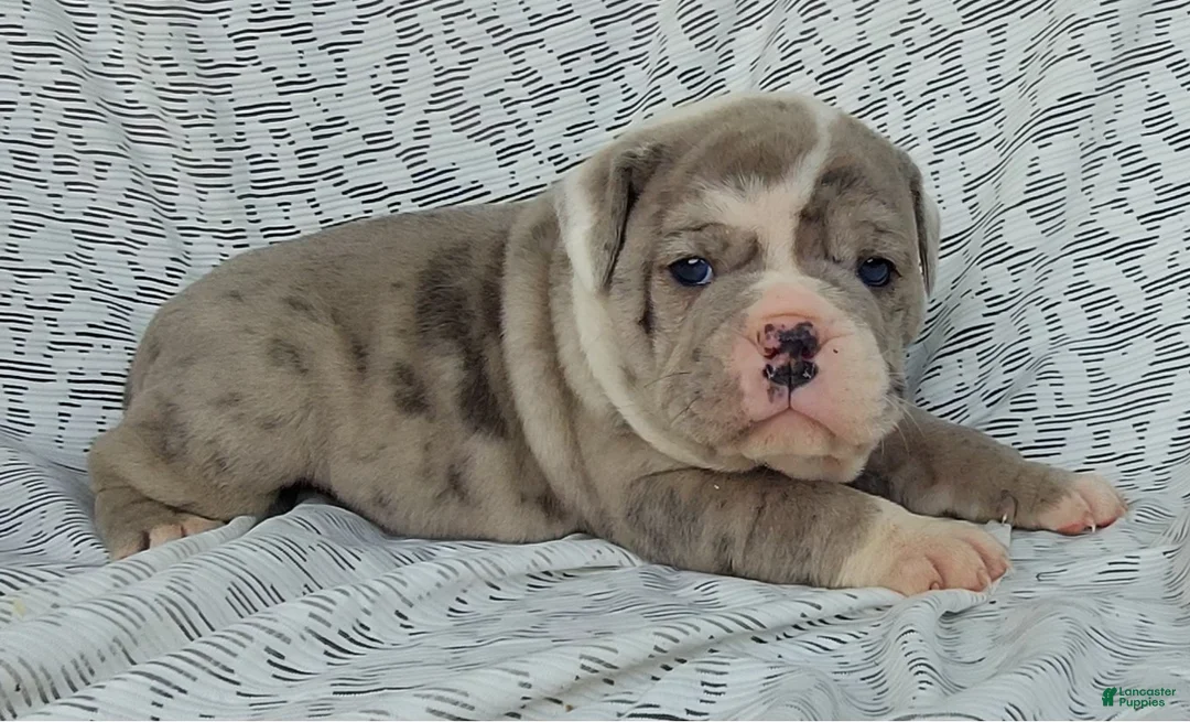 Gallery Image {{count}}