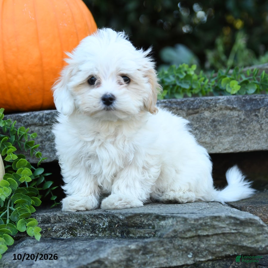 Maltipoo dogs Xochitl - Ad 1