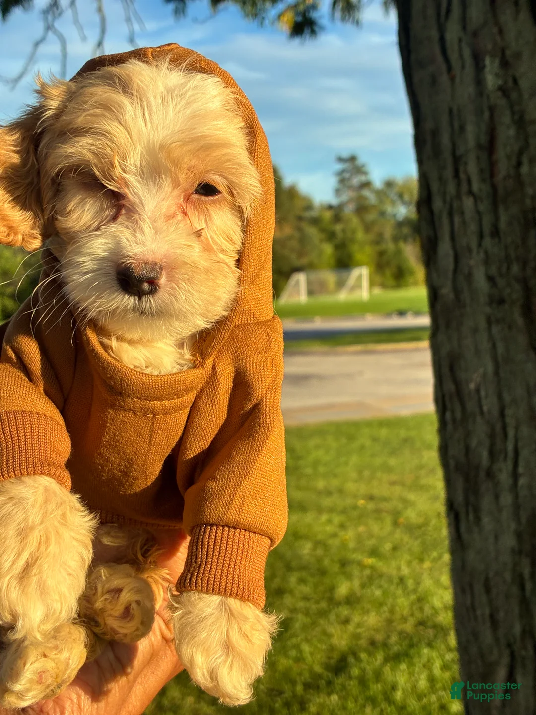 Cockapoo dogs for sale:  7. Tanner - Ad 2