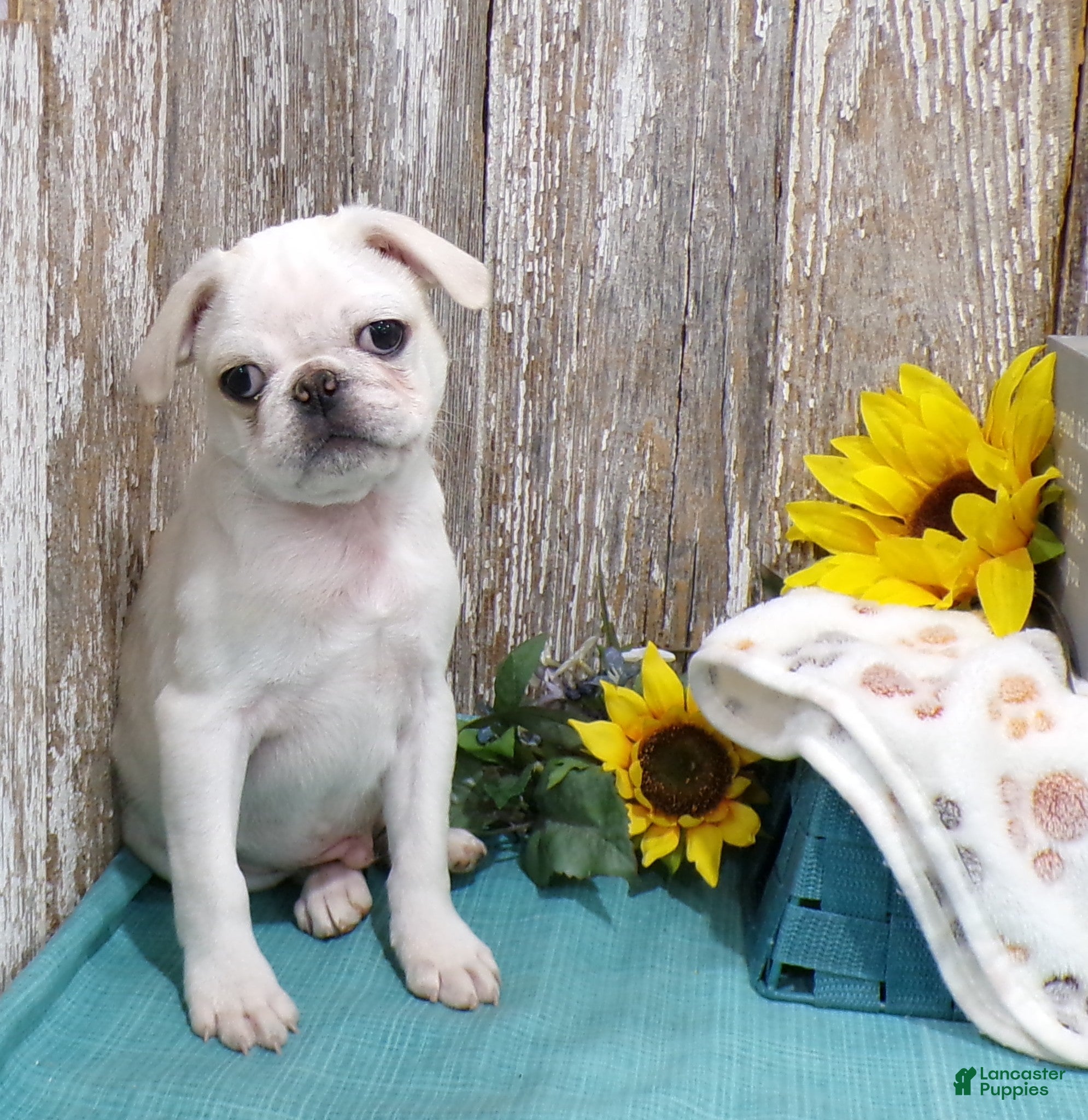 Pug dogs PEPITO - Ad 1