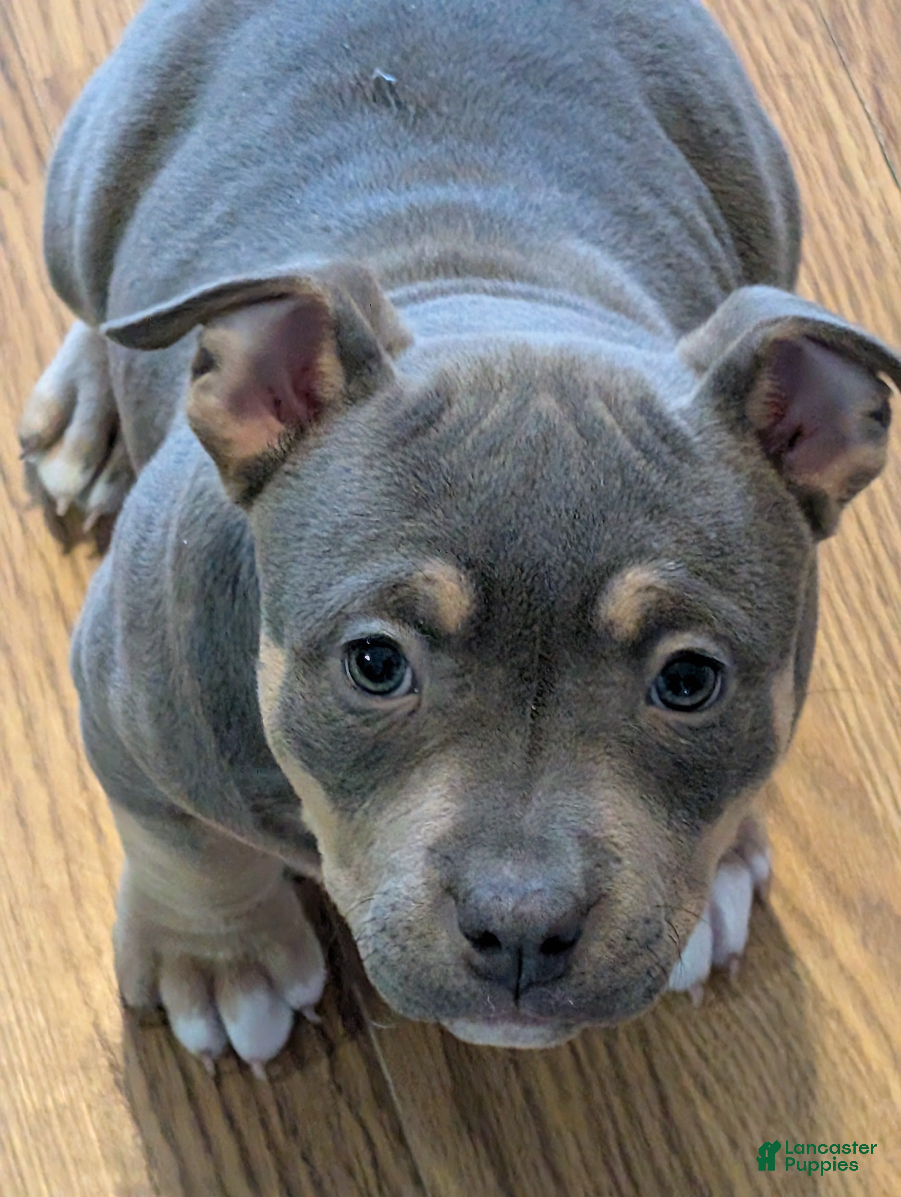 American Bully dogs American Bully Puppy 1 - Ad 27